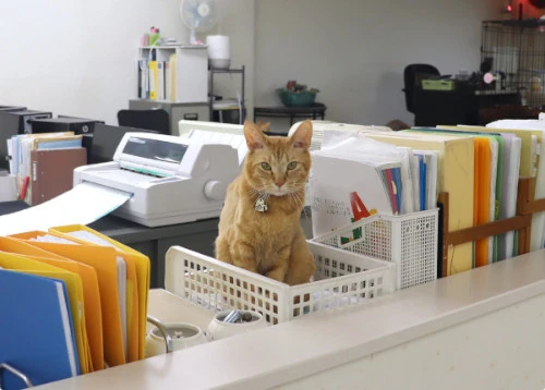 ウィキャン株式会社 自由に歩き回る風景